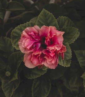 娇艳重瓣朱槿花