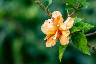 娇艳黄槿花绽放枝头
