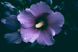 紫色木槿花 