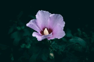 紫色木槿花特写
