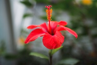 娇艳红扶桑花绽放