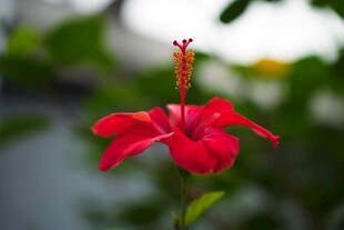 娇艳红扶桑花特写