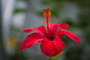 娇艳红色扶桑花特写