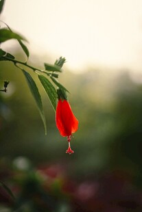 娇艳红木槿花