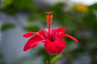 娇艳红色扶桑花特写
