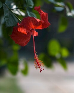 娇艳朱槿花