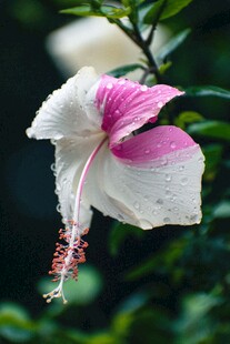 娇艳双色木槿花
