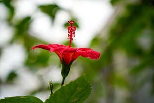 娇艳红扶桑花特写