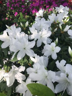洁白栀子花绽放