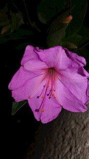 娇艳紫杜鹃花