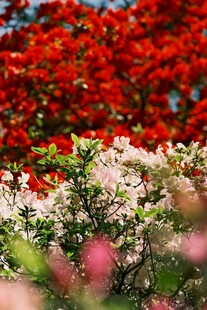 多彩杜鹃花