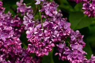 紫丁香花绽放