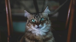 绿眼长毛猫的迷人瞬间