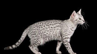 优雅斑点猫行走瞬间