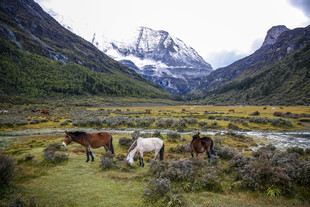 山间草地的牛马风景