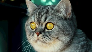 灰猫瞪大眼睛神情专注