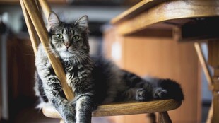 猫咪惬意躺于木椅之上