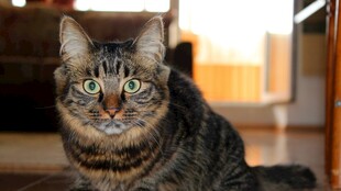 可爱斑纹猫室内凝视