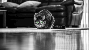 地板上玩耍的可爱猫咪