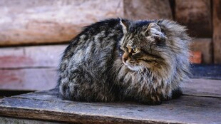 长毛猫蜷卧在木质平台上
