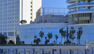 城市海滨景观中的棕榈树