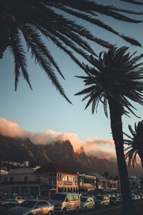 海边棕榈树与美丽天际线