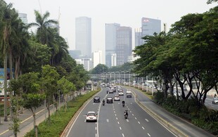 城市林荫大道上的车流