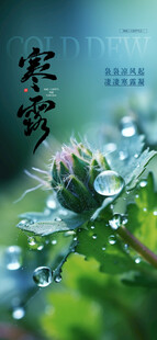 寒露时节带露的植物