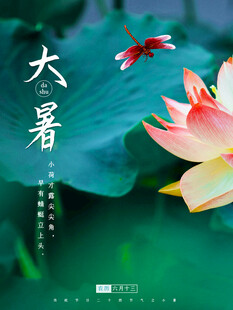 大暑时节荷花与飞鸟