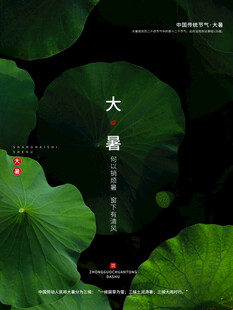 夏日荷叶图
