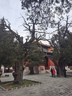 故宫庭院中的古树与游人
