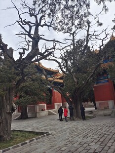 故宫庭院中的古建筑与古树