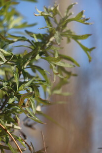 绿色植物枝叶细节