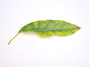 黄绿相间的独特叶片