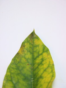 黄绿相间叶片特写