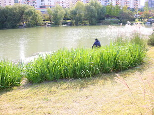 湖畔垂钓者