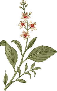 花卉