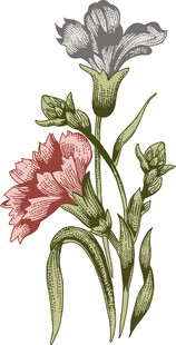 花卉