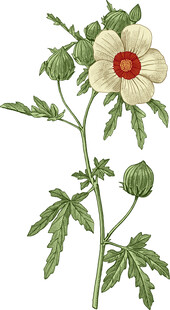 花卉