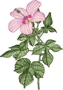花卉