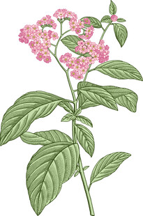 花卉