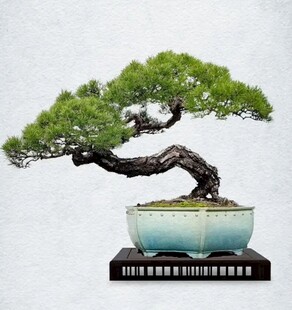 盆景