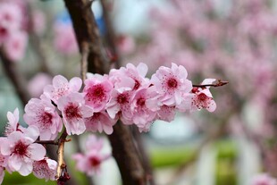 娇艳桃花枝头绽放