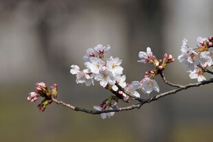 枝头绽放的美丽樱花