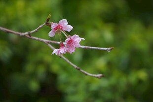 枝头绽放的粉嫩桃花