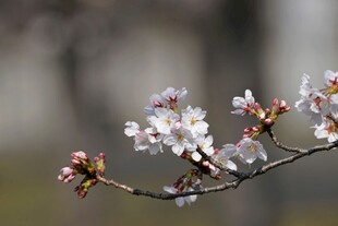 枝头绽放的美丽樱花