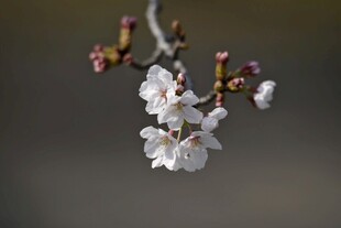 枝头绽放的洁白樱花