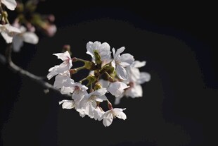 枝头绽放的洁白樱花