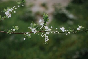 枝头绽放的樱花