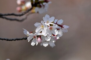 枝头绽放的美丽樱花